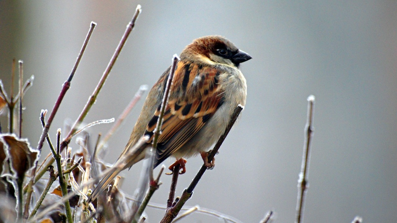 Birdwatch blog banner